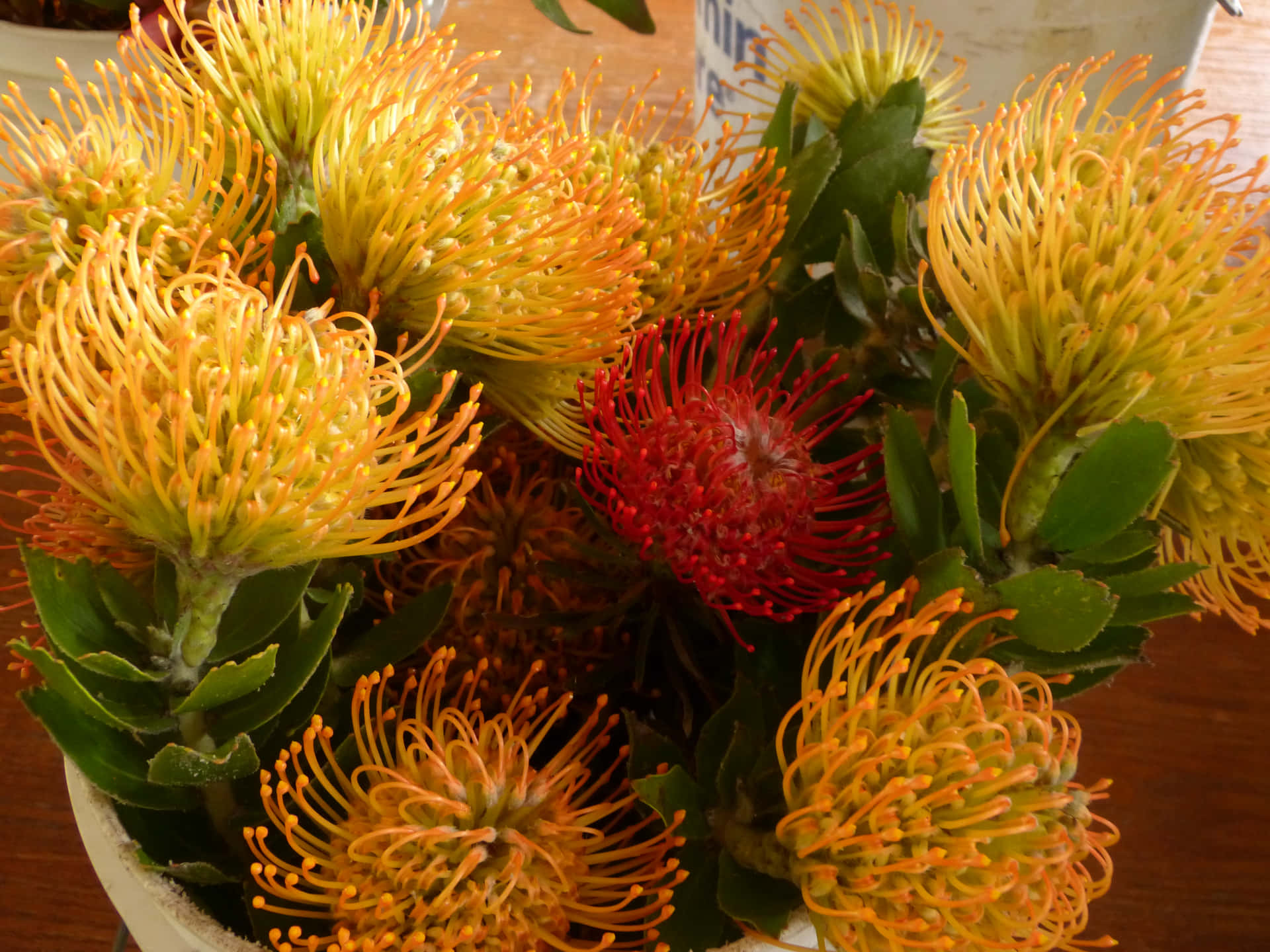Yellow Pincushion Flowers Picture