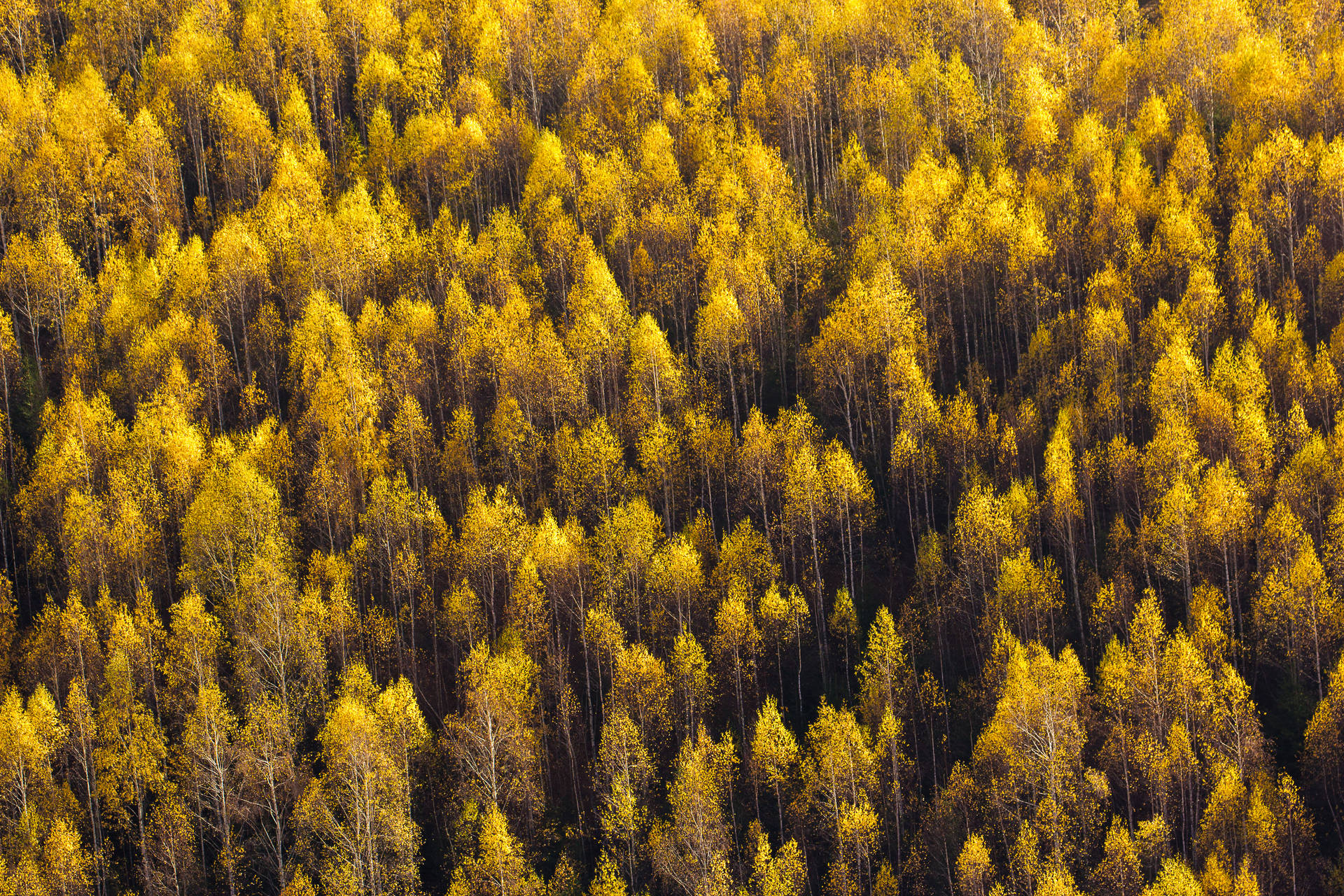 Gelbekiefernwald Herbst Desktop Wallpaper