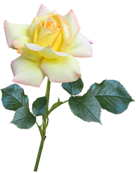 Yellow Pink Rose Black Background PNG