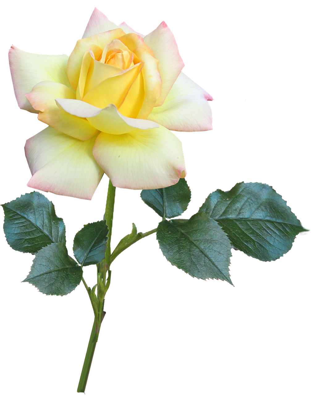 Yellow Pink Rose Black Background PNG