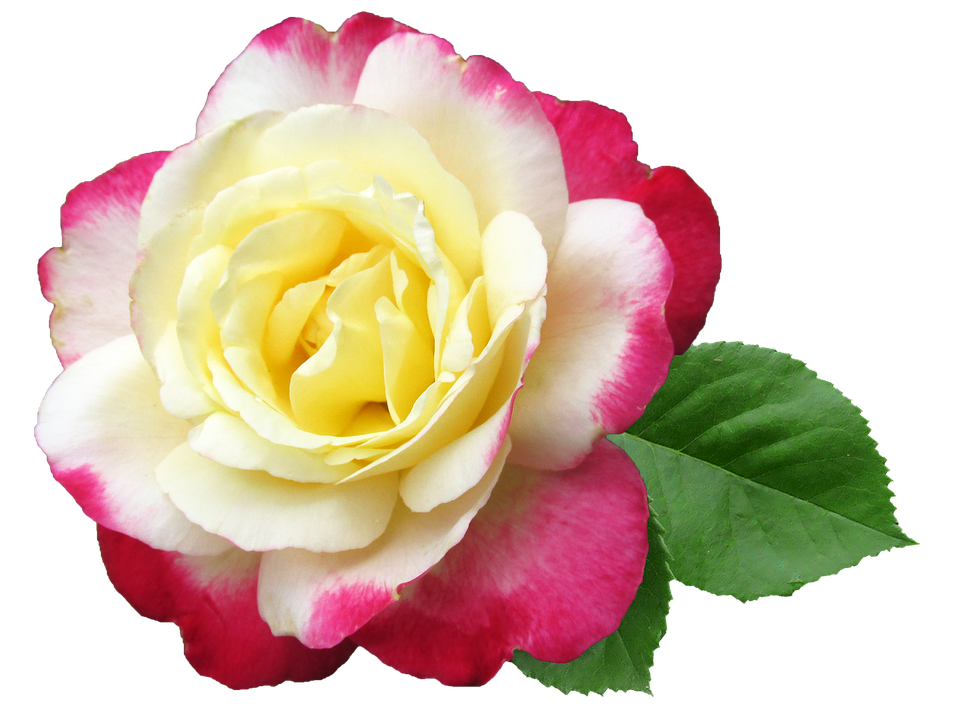Yellow Pink Rose Transparent Background PNG