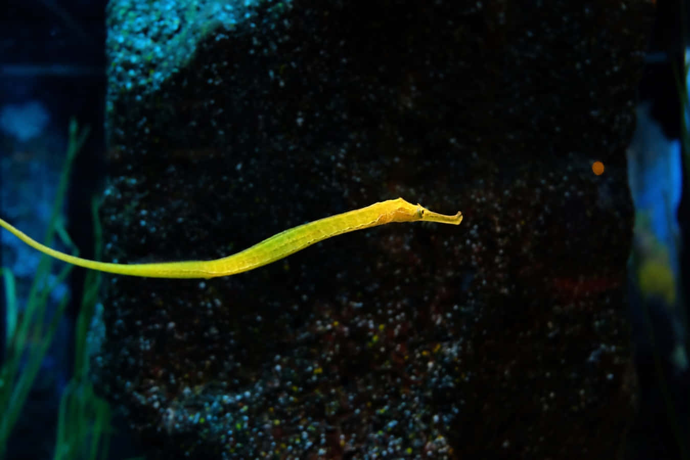 Yellow Pipefishin Aquarium Wallpaper
