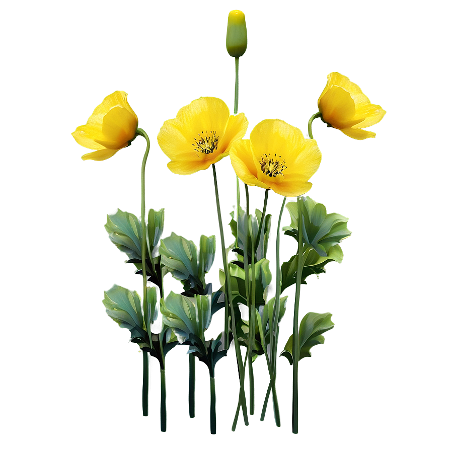 Yellow Poppies Png 06122024 PNG