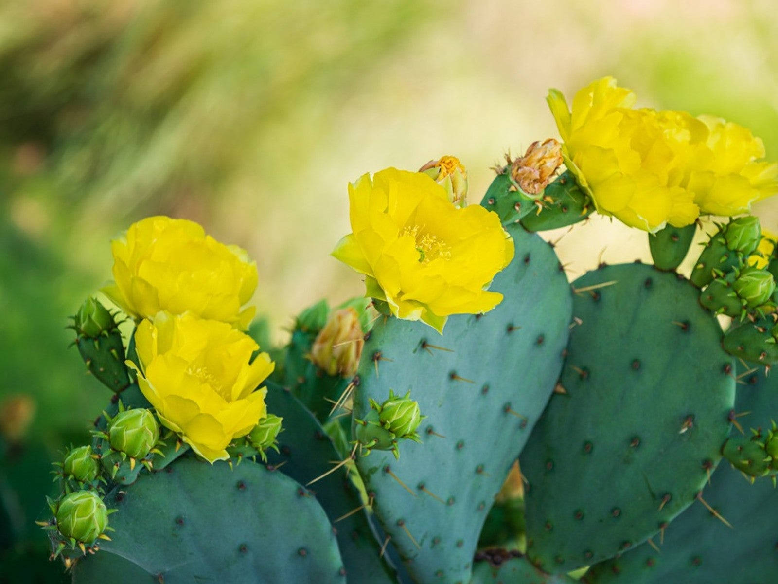 Yellow Prickly Pear Flowers Wallpaper