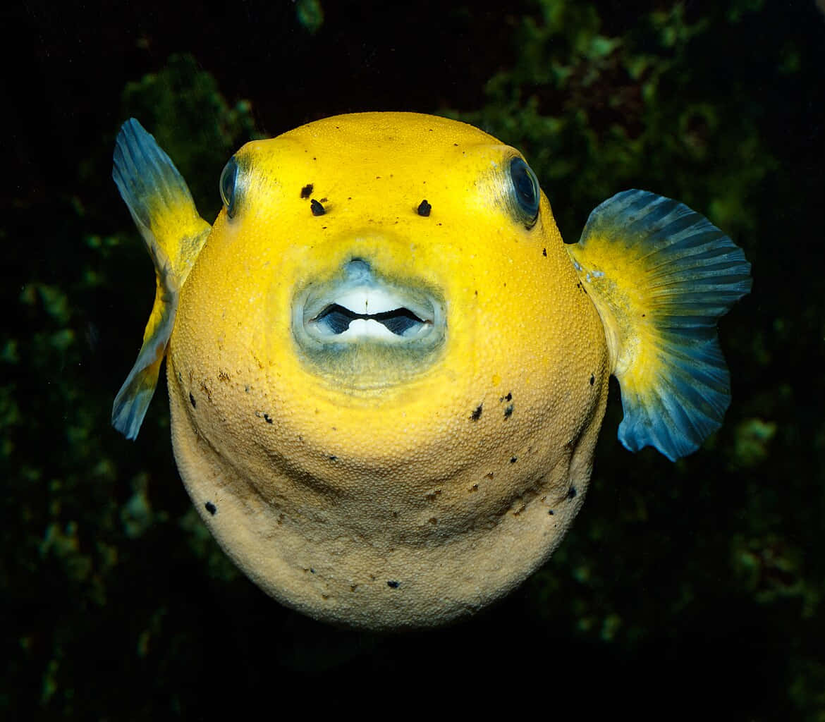 Yellow Pufferfish Portrait Wallpaper