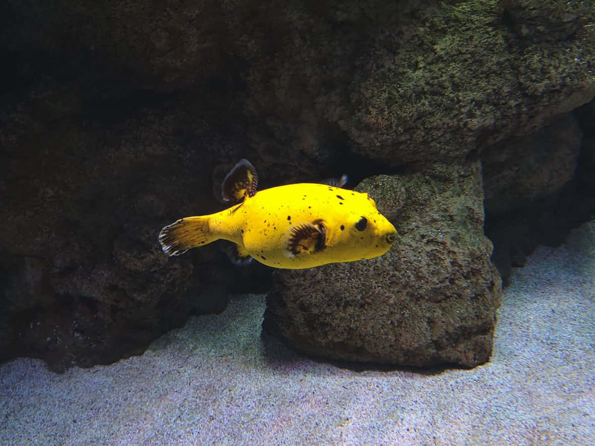 Yellow Pufferfish Swimming Wallpaper