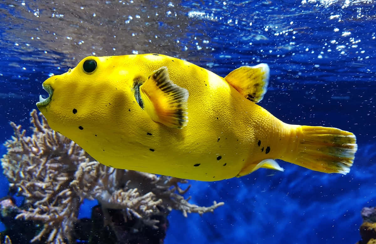 Yellow Pufferfish Swimming Aquarium Wallpaper