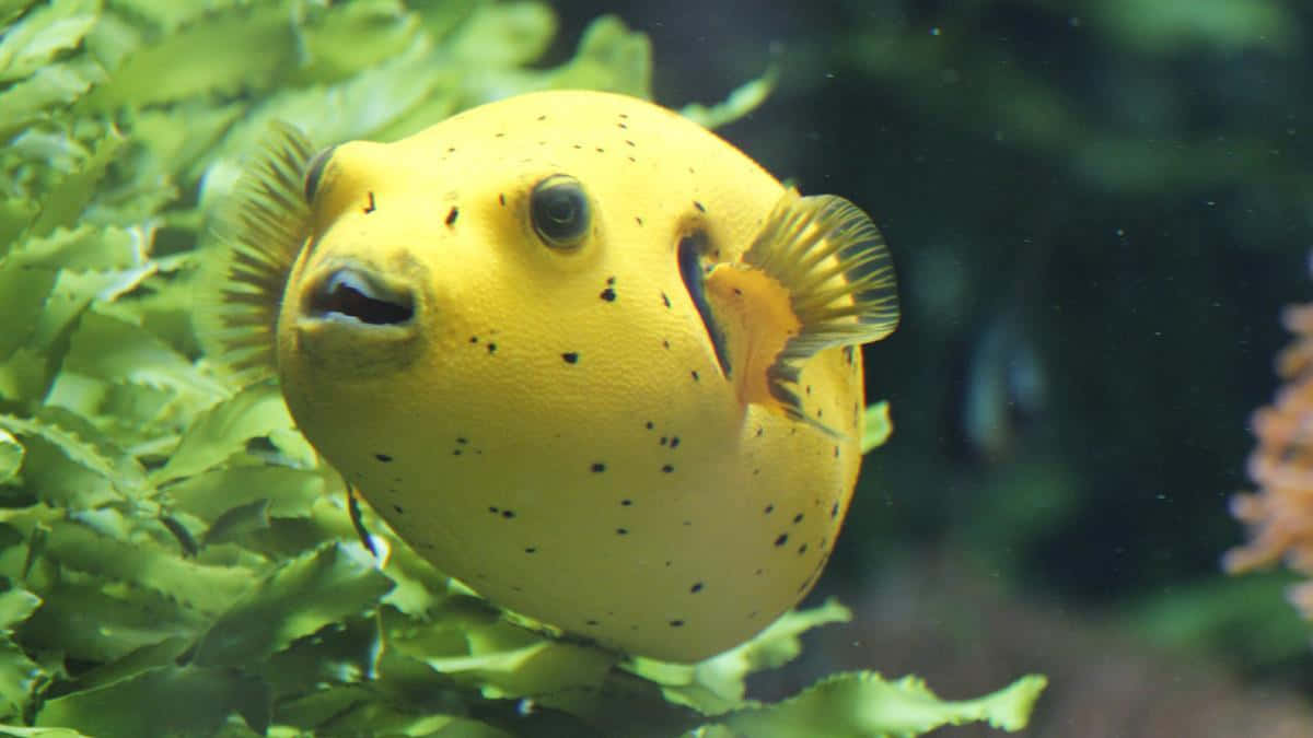 Yellow Pufferfish Underwater Wallpaper