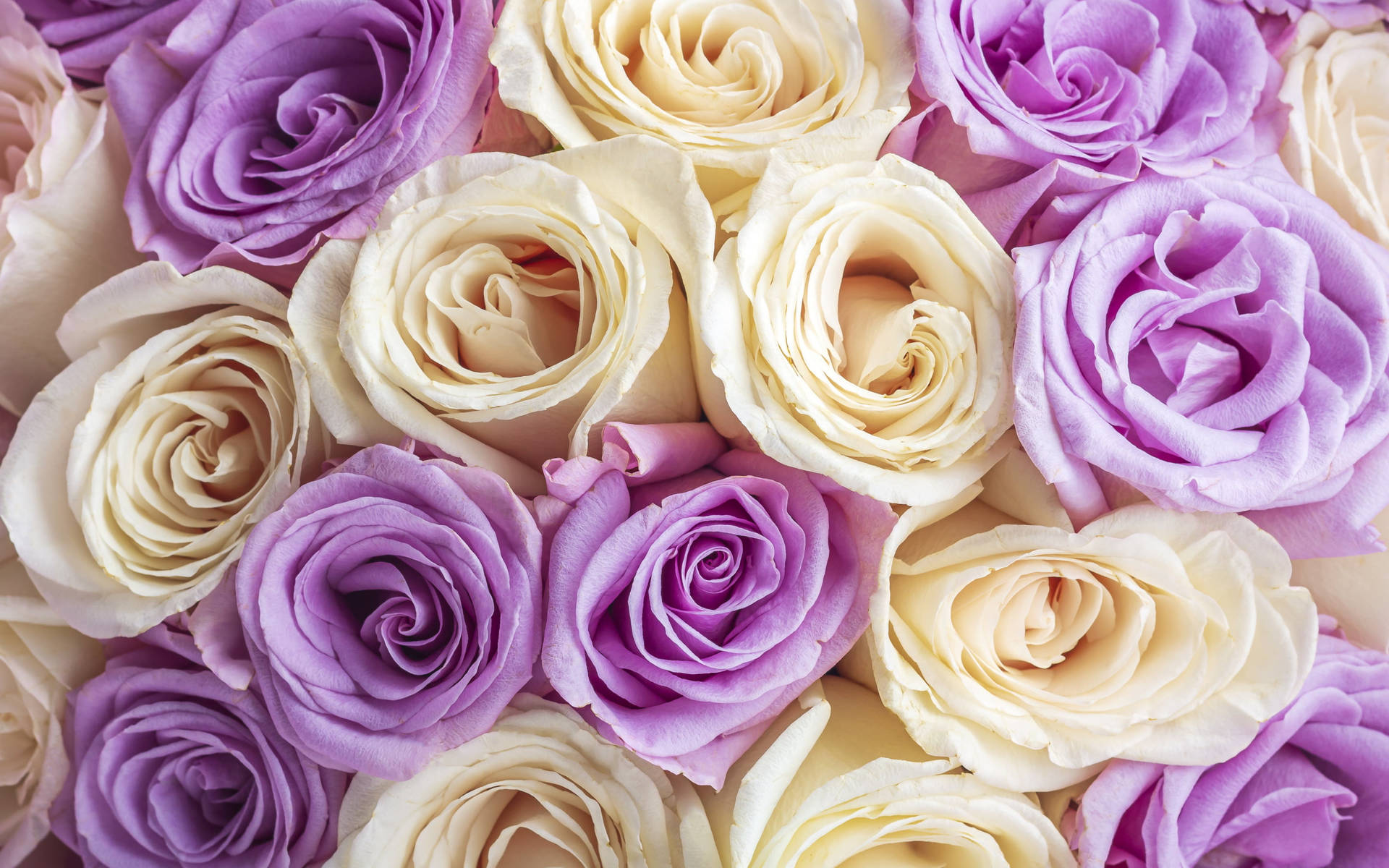 Yellow Purple Rose Beautiful Flower Wallpaper