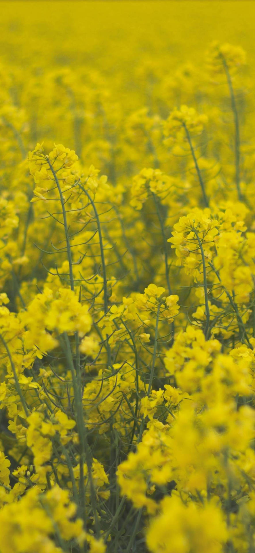 Fondode Pantalla Para Teléfono Con Flores De Colza Amarillas. Fondo de pantalla