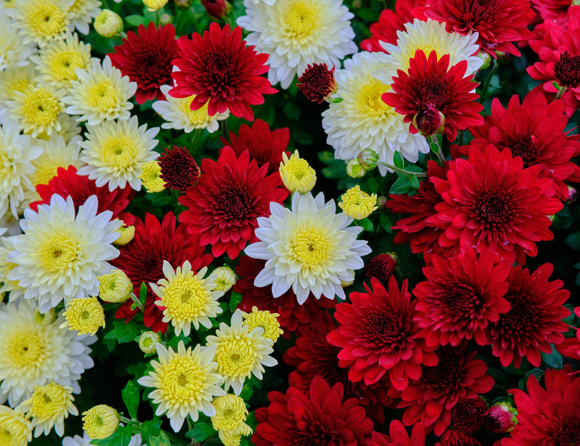 Gelbe,rote Und Weiße Blumen Wallpaper