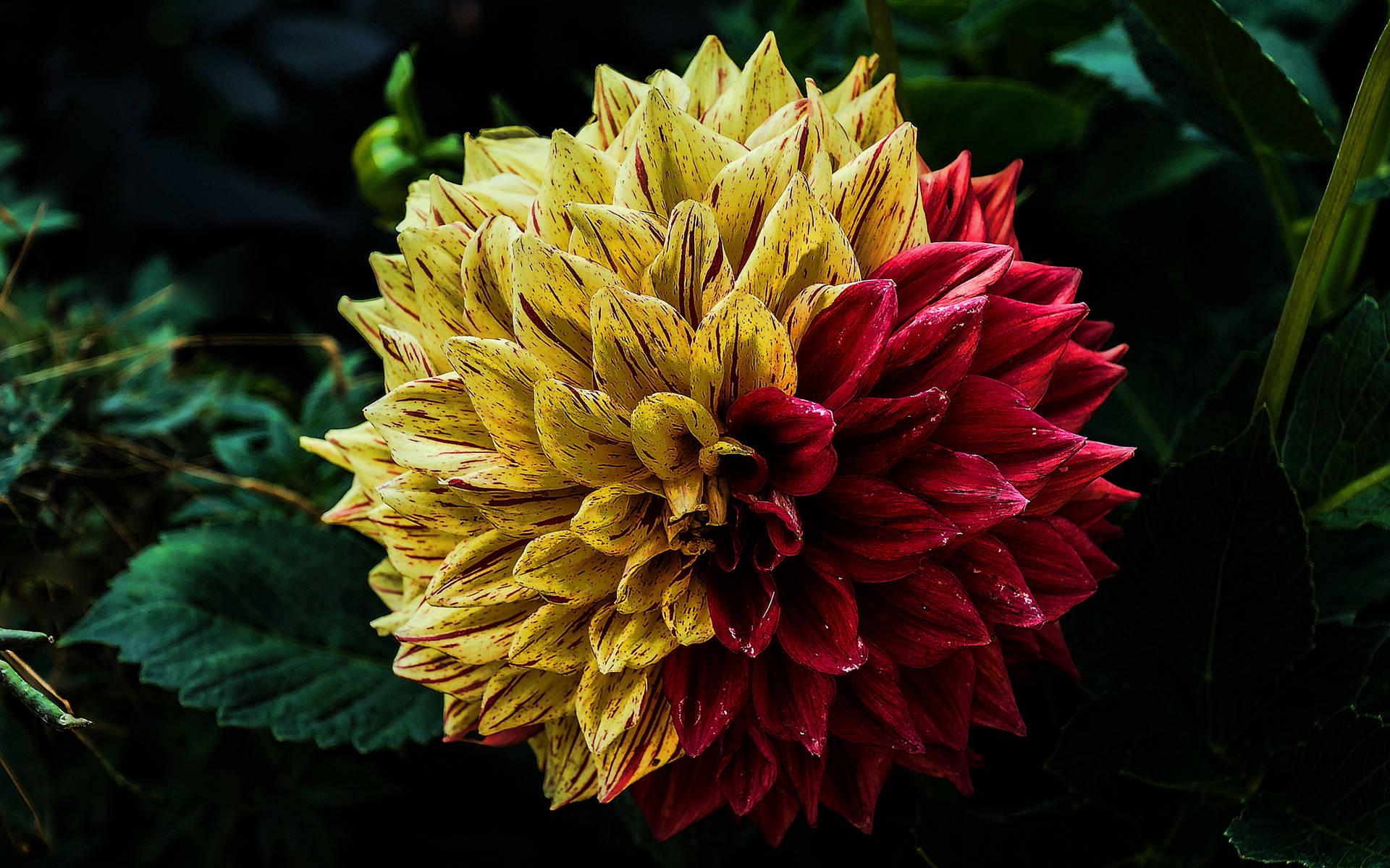 Yellow Red Beautiful Flower Picture