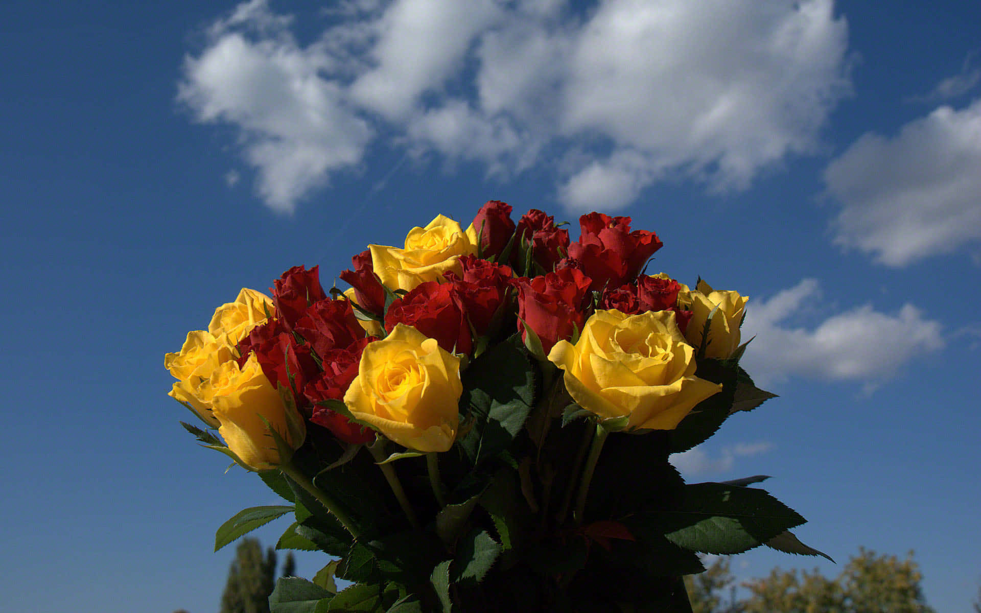 Yellow & Red Rose Bouquet With Sky Wallpaper