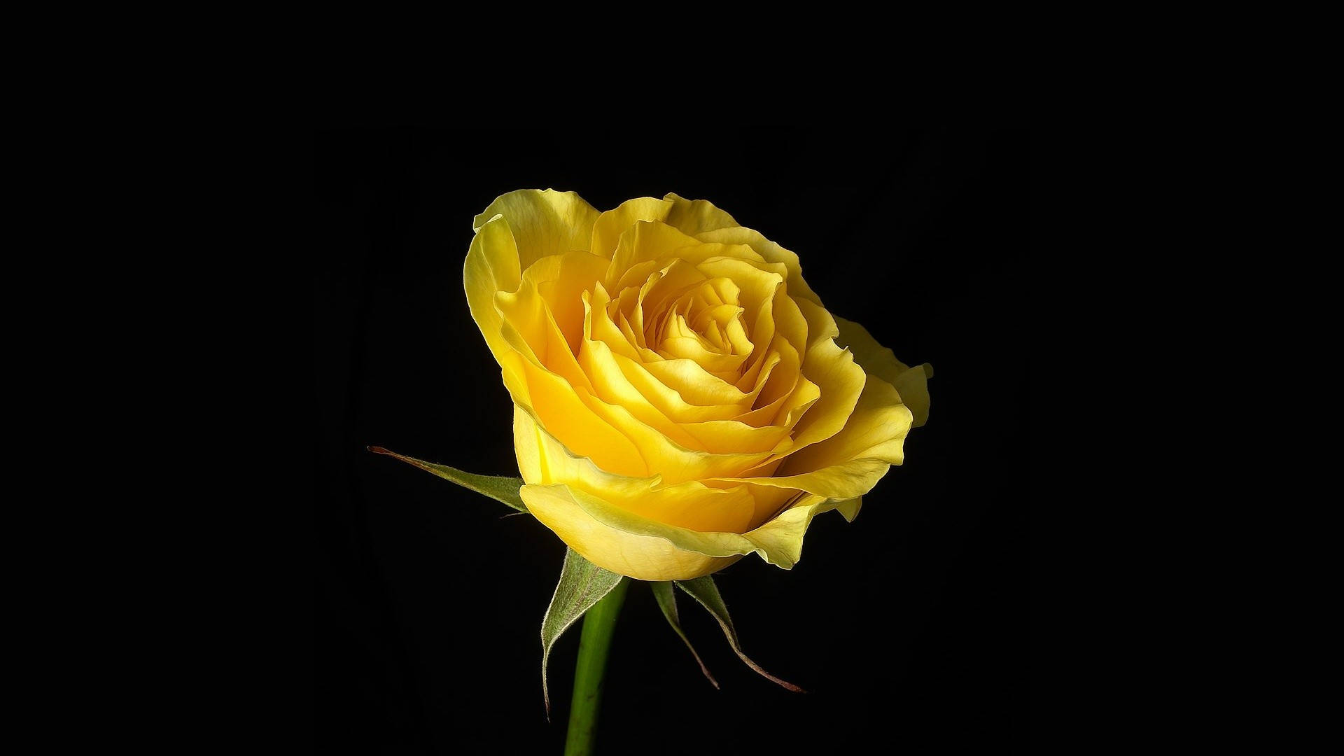 Yellow Rose Beautiful Flower Picture