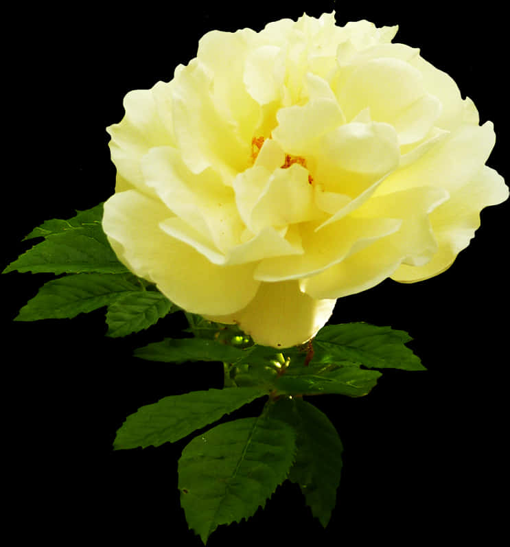 Yellow Rose Black Background PNG