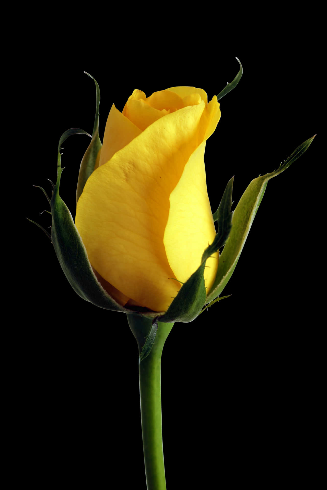 Yellow Rose Bud Black Background PNG