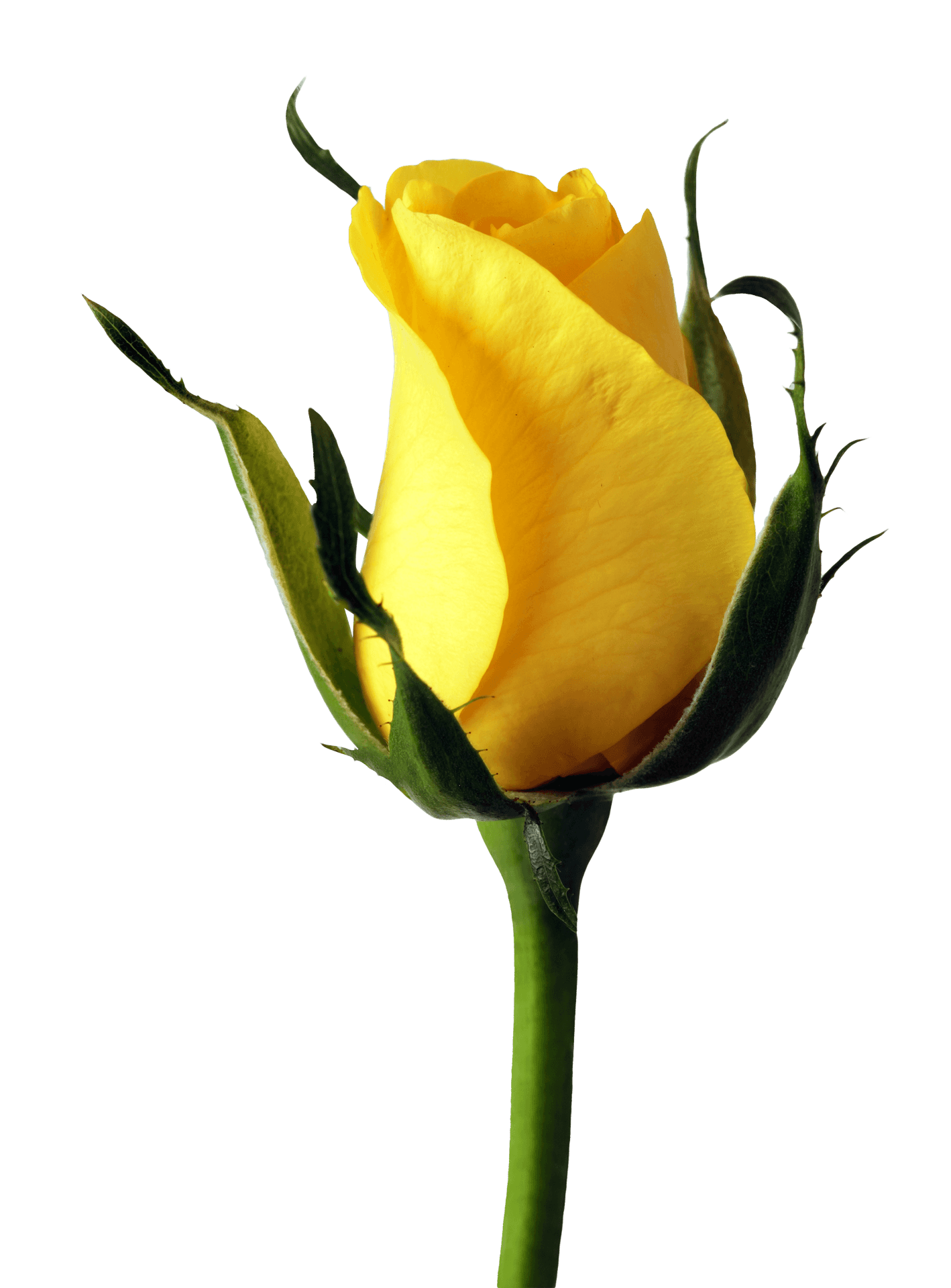 Yellow Rose Bud Single Stem PNG