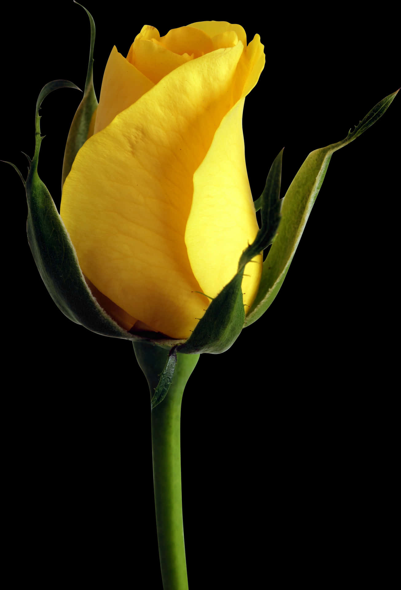 Yellow Rose Budon Black Background.jpg PNG