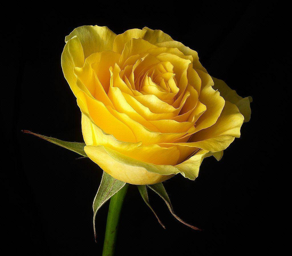 Yellow Rose Close Up Wallpaper