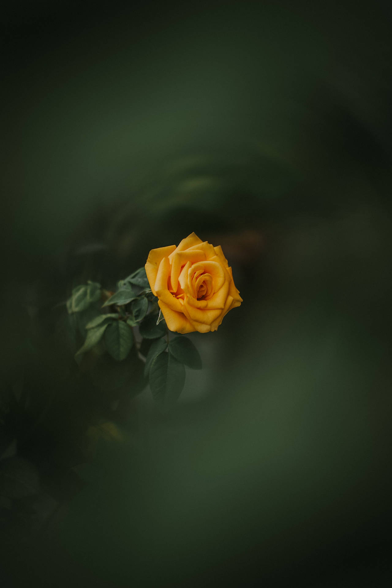 Yellow Rose Flower Android Wallpaper