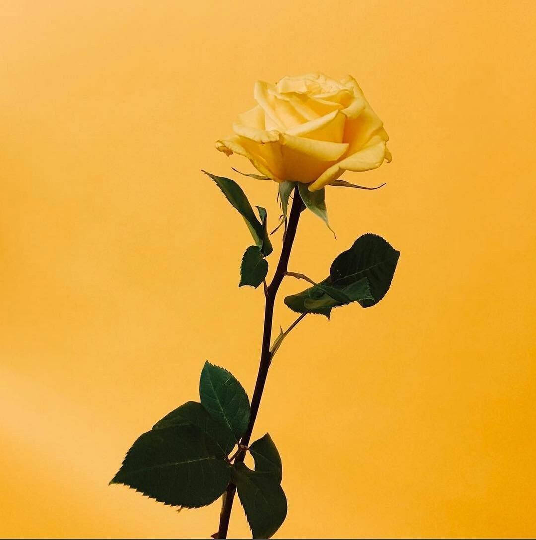 Yellow Rose Instagram PFP Wallpaper