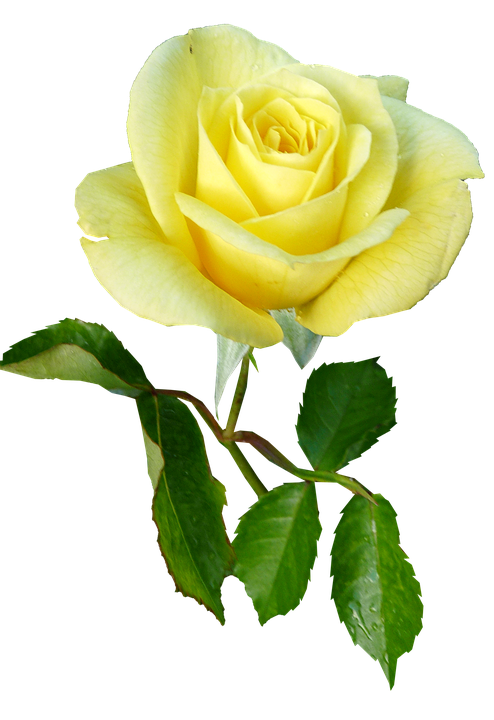 Yellow Rose Isolated Background.png PNG