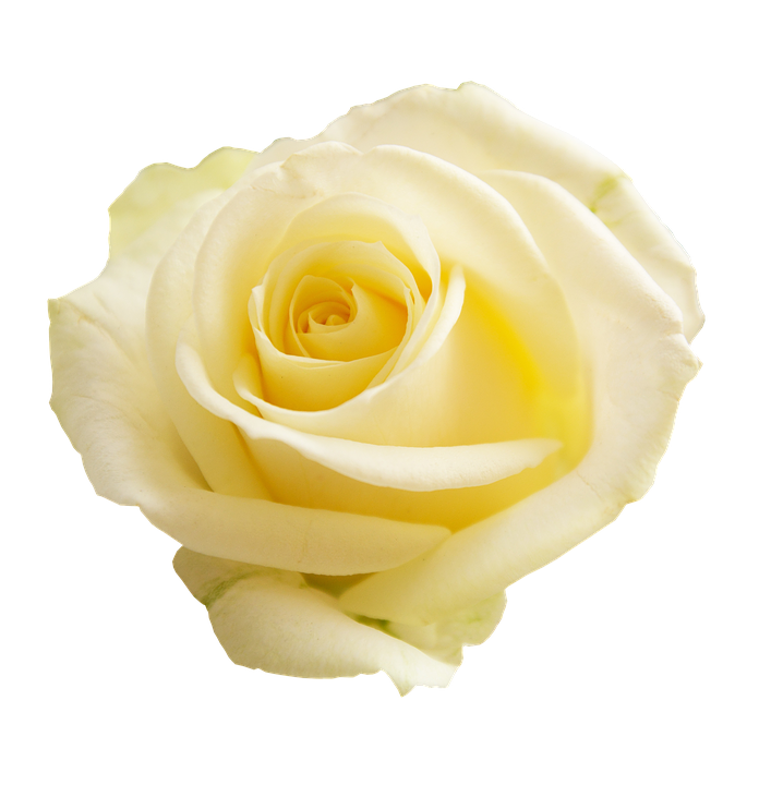 Yellow Rose Isolated Background PNG