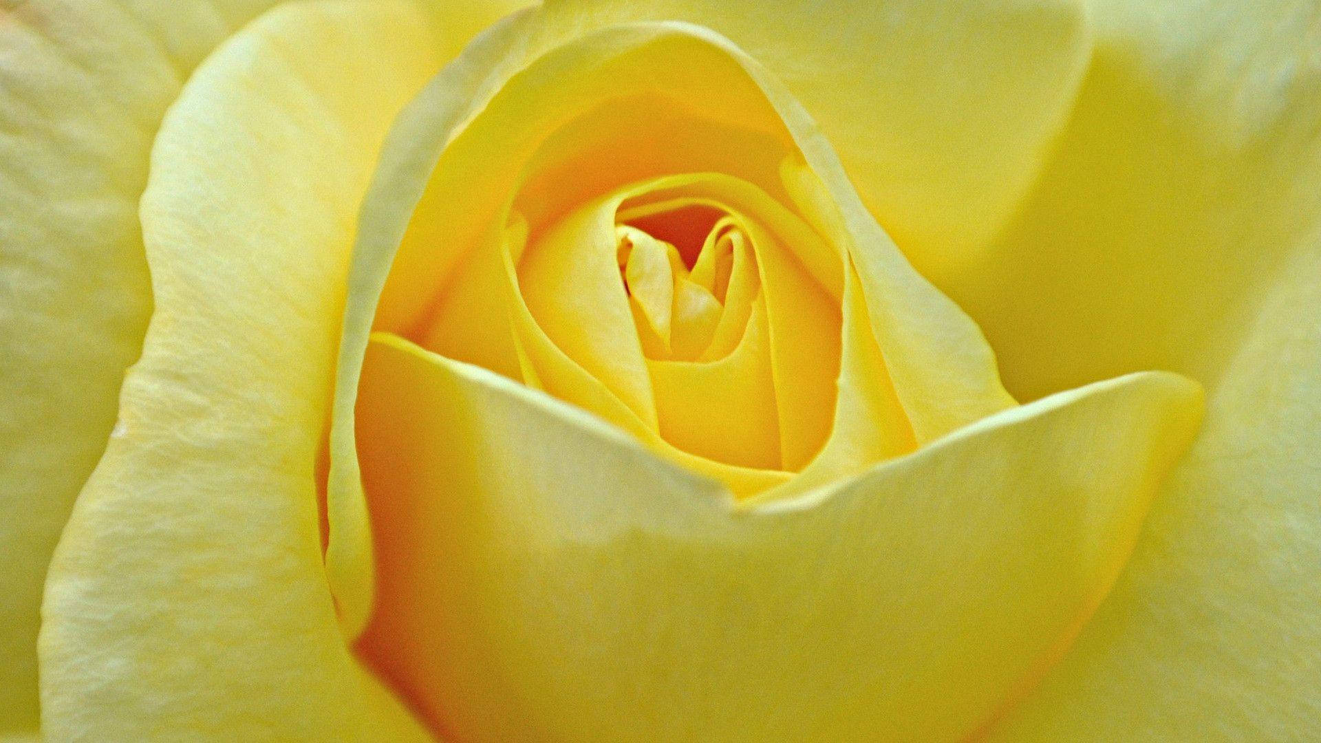 Yellow Rose Pale Wallpaper