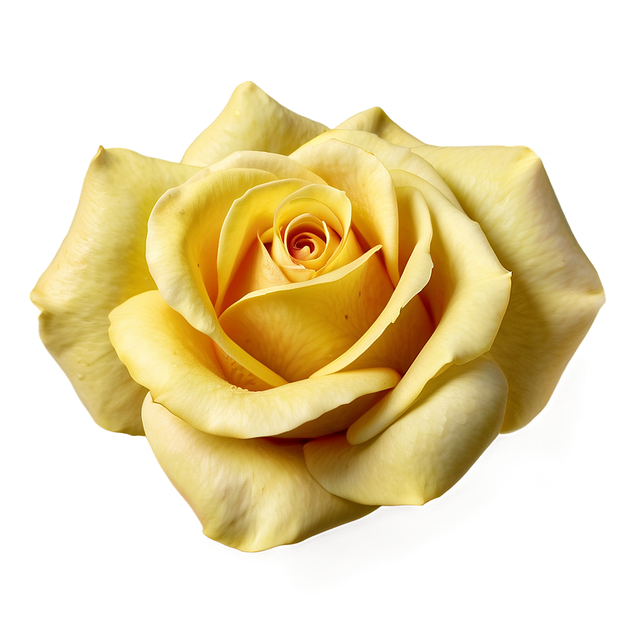 Yellow Rose Petals Png 3 PNG