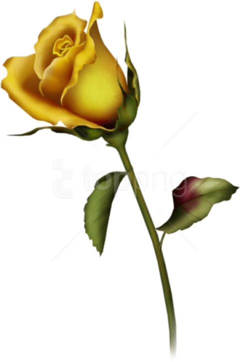 Yellow Rose Single Stem PNG