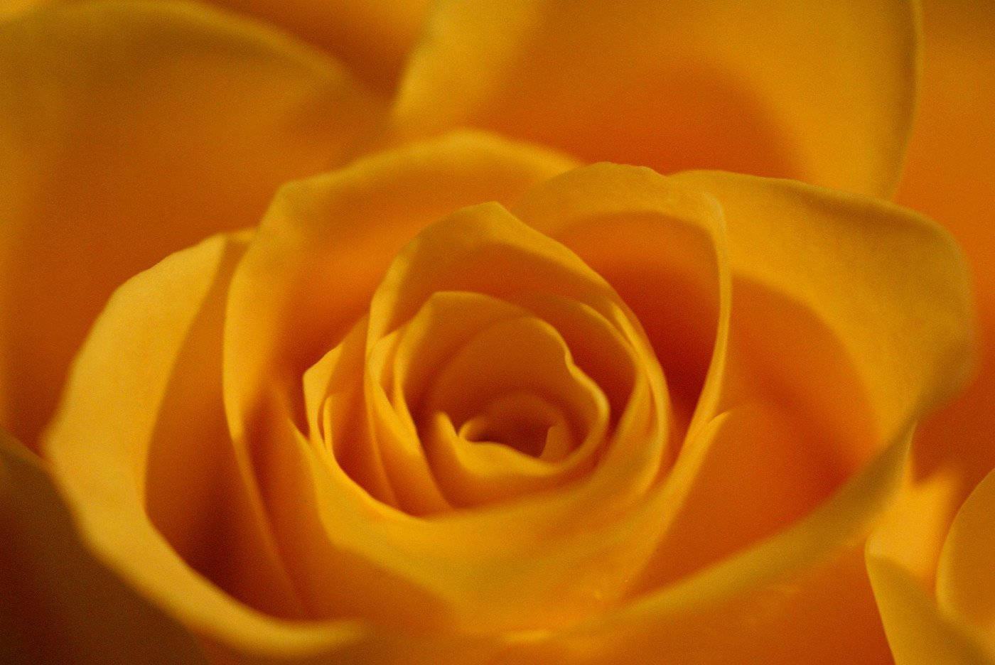 Yellow Rose Soft Petals Wallpaper