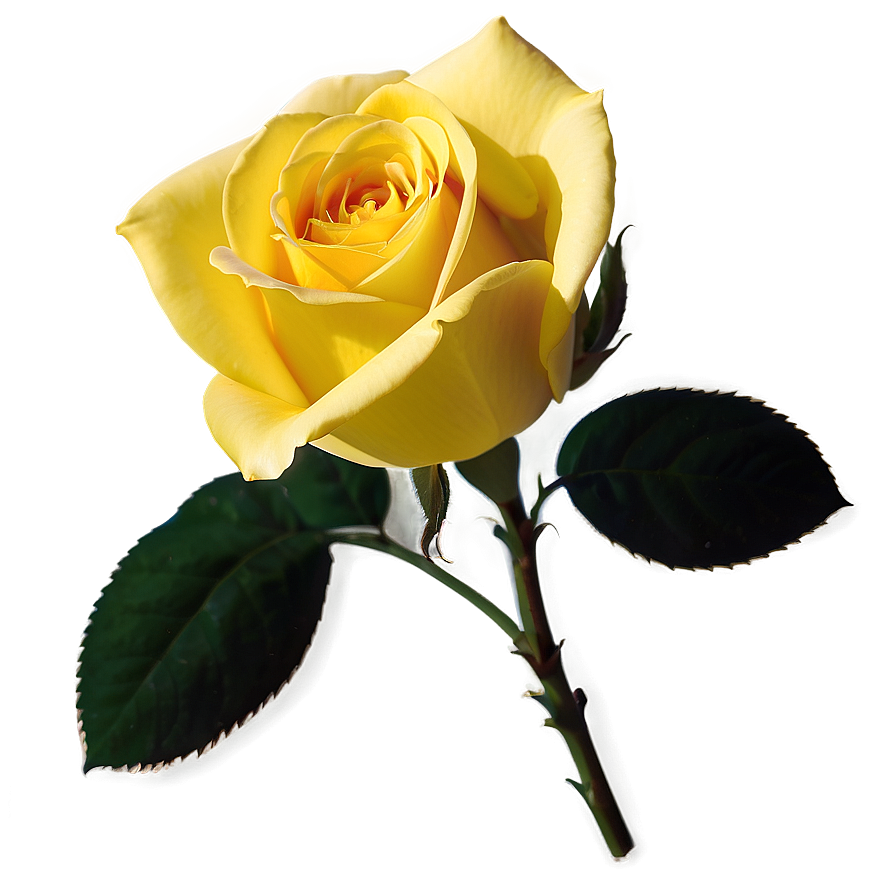 Download Yellow Rose Symbol Png Wyi76 | Wallpapers.com