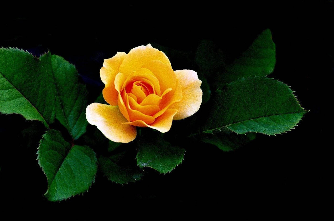 Yellow Rose To Orange Picture