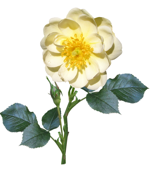 Yellow Rose Transparent Background PNG