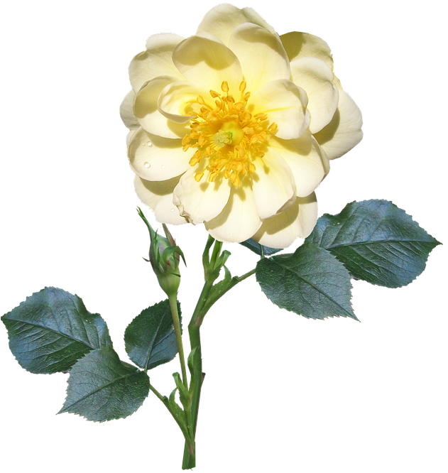 Yellow Rose Transparent Background PNG