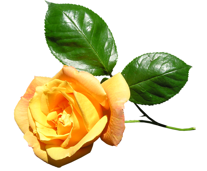 Yellow Rose Transparent Background PNG