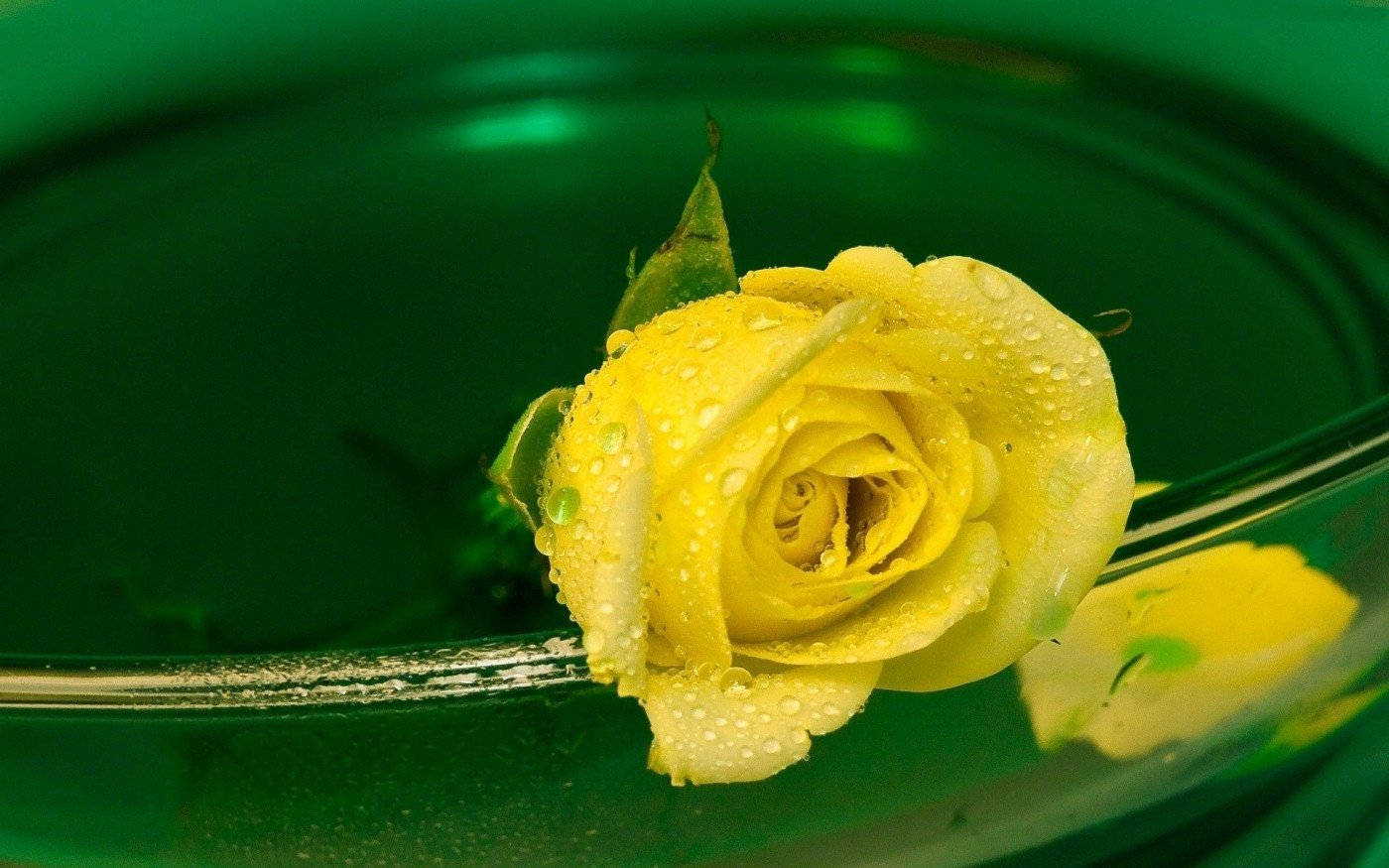 Yellow Rose With Dew Wallpaper