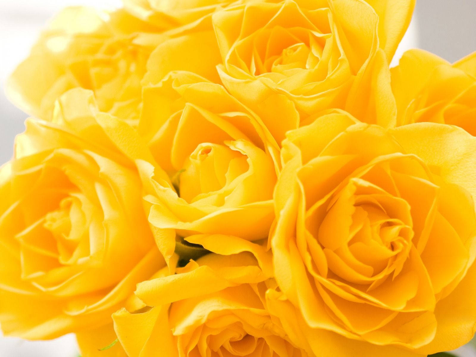 Yellow Roses Beautiful Flower Wallpaper