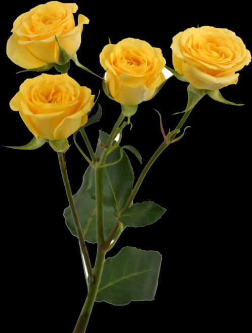 Yellow Roses Black Background PNG