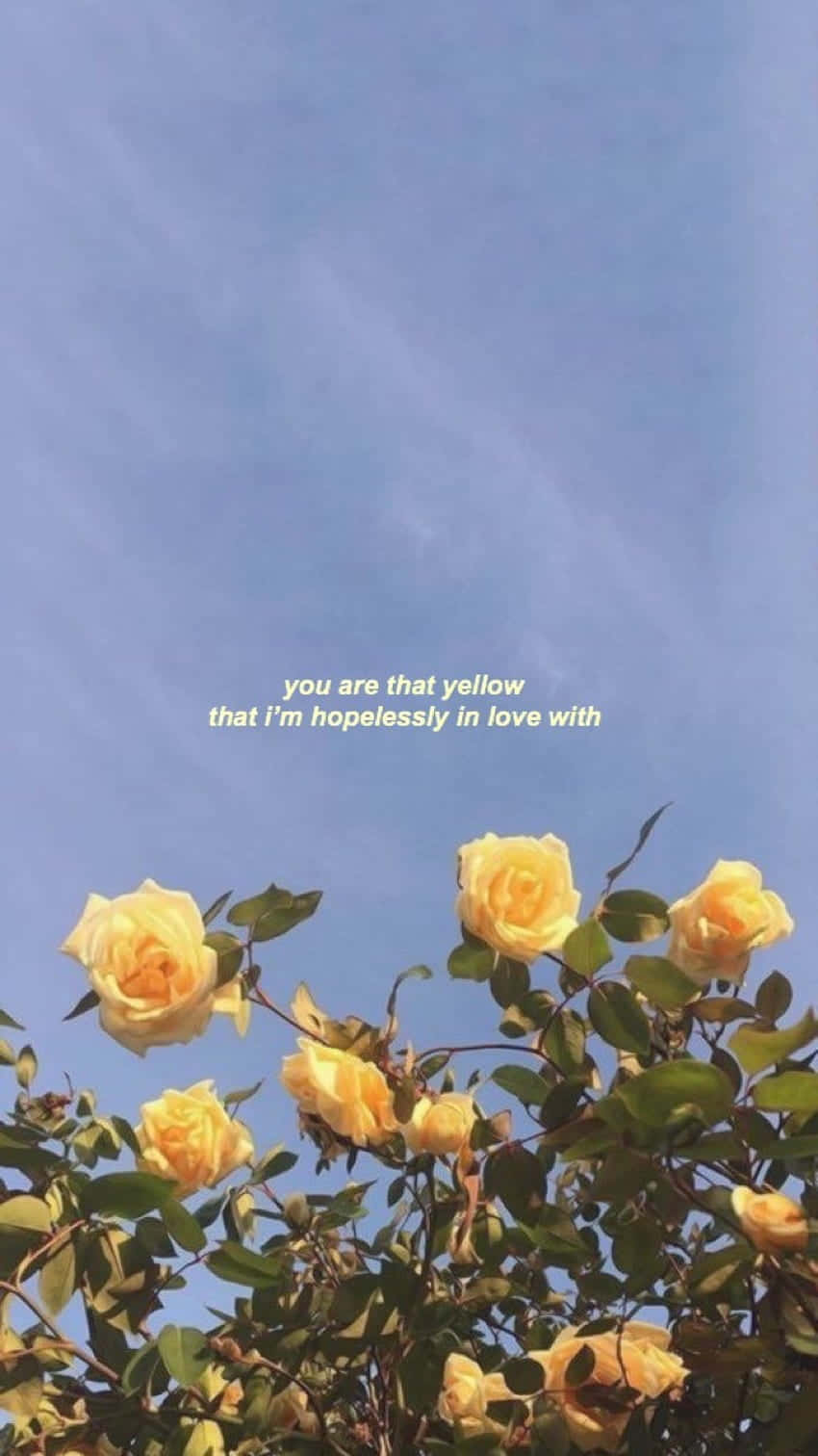 Yellow Roses In Love Sky Wallpaper