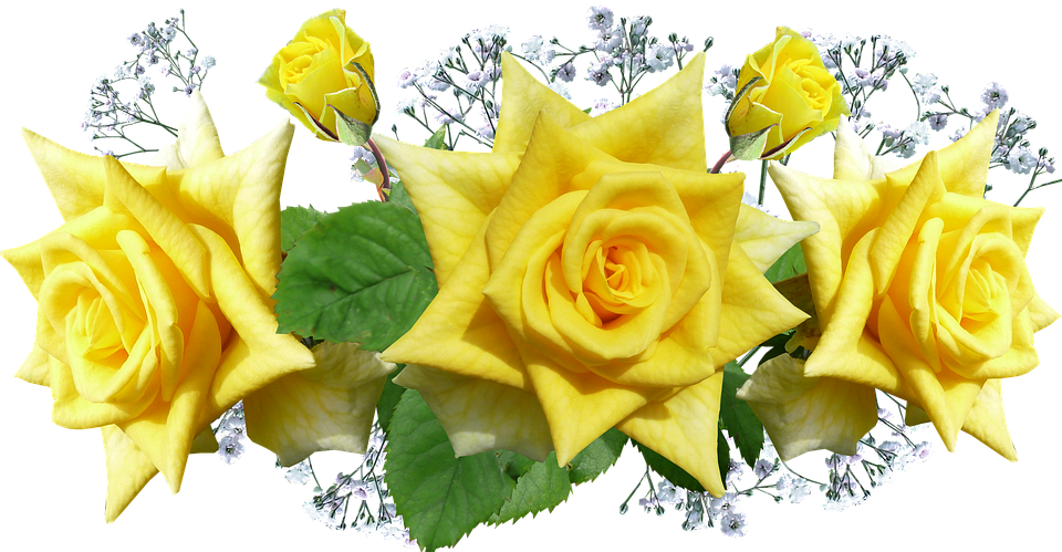 Yellow Roses Transparent Background PNG