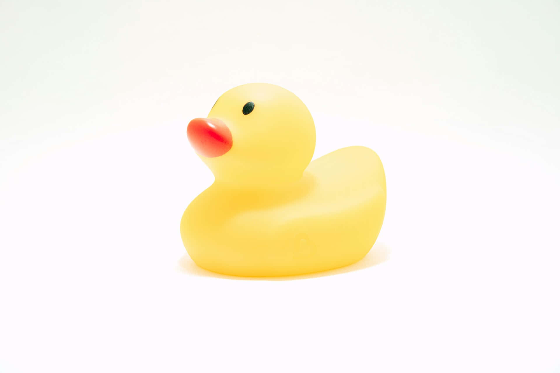 Yellow Rubber Ducky White Background Wallpaper
