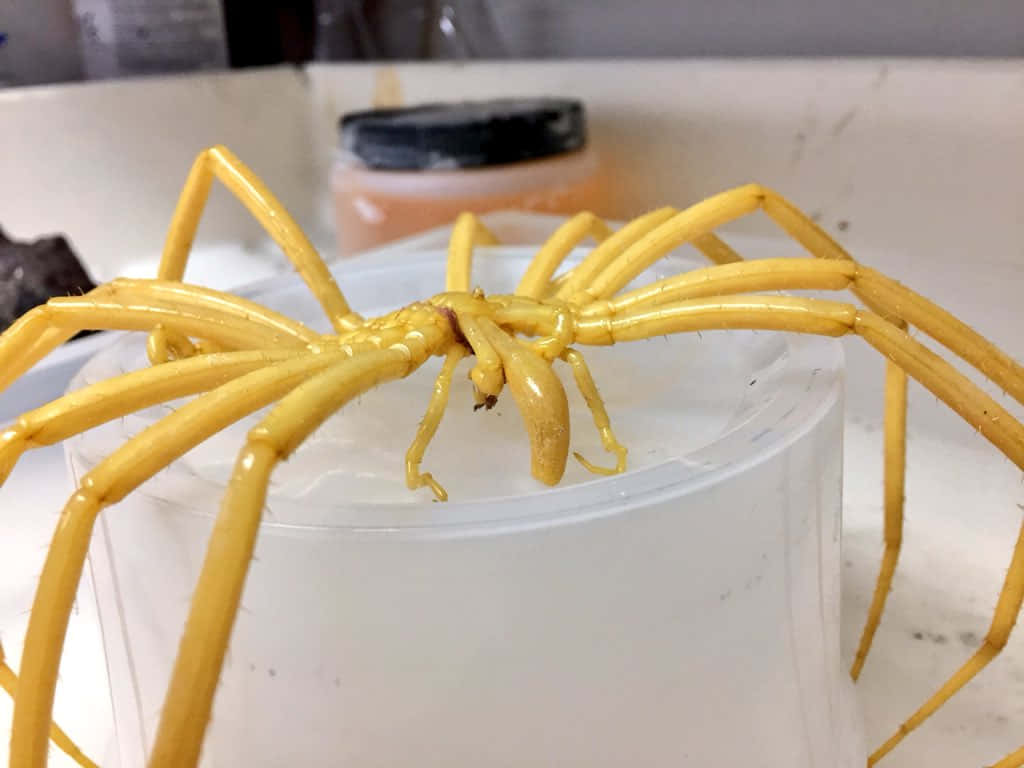 Yellow Sea Spider On Container Wallpaper