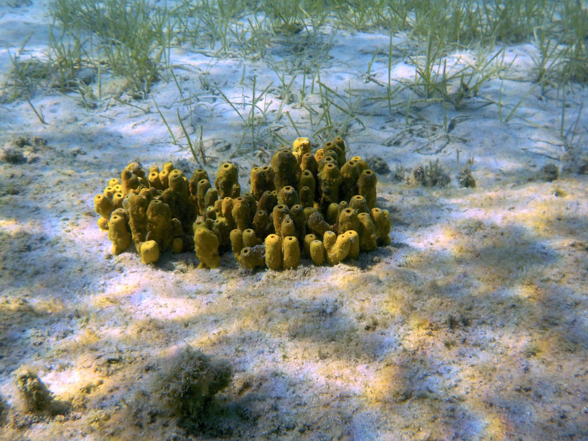 Colonie D'éponges De Mer Jaunes Fond d'écran