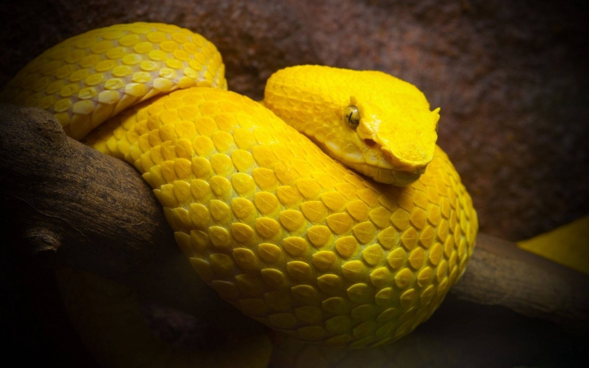 Yellow Serpent Snake Wallpaper