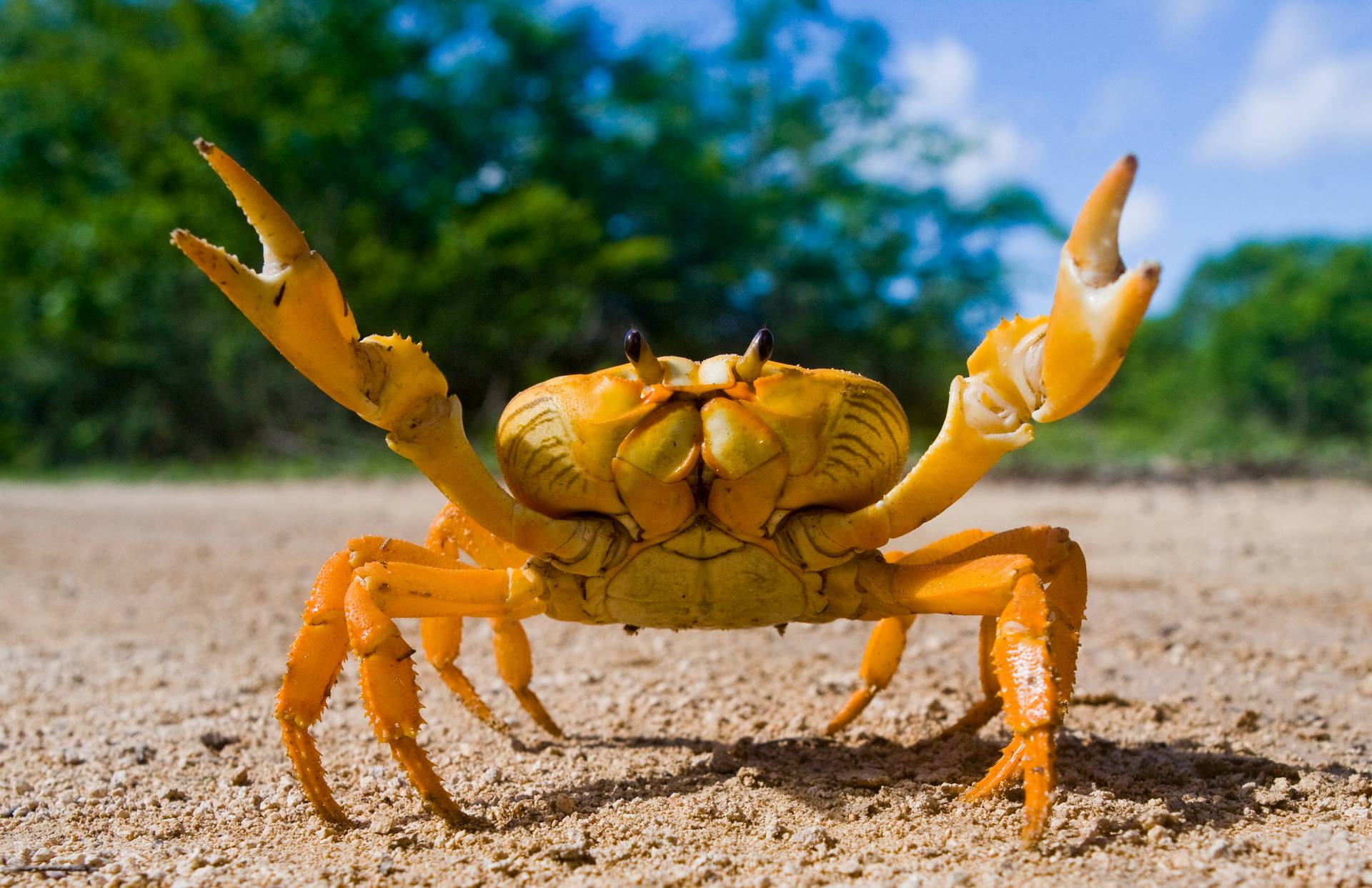 Yellow-shelled Crab In Beach Wallpaper