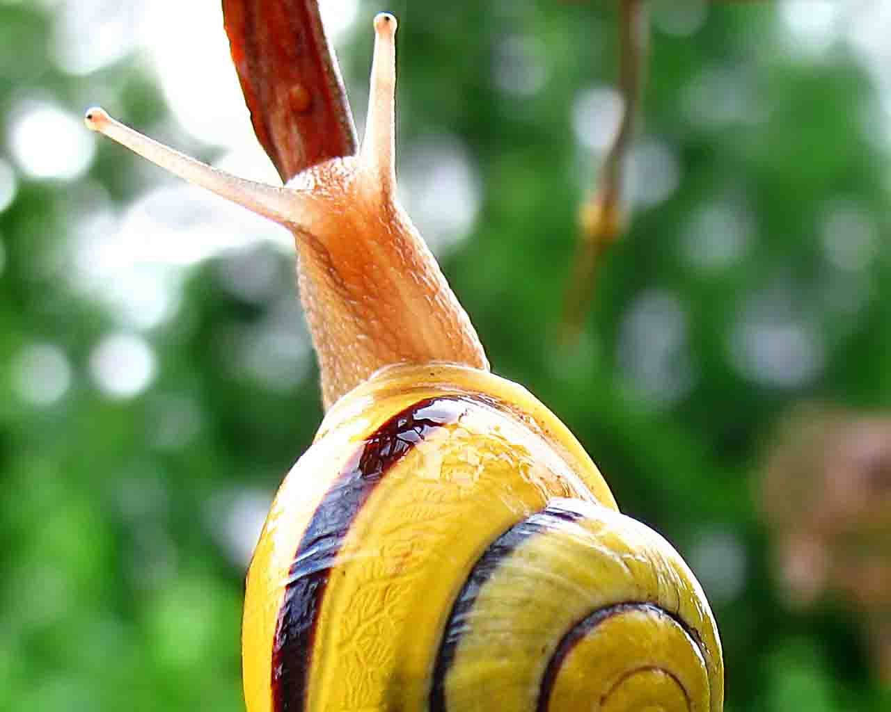 Yellow Snail Wallpaper