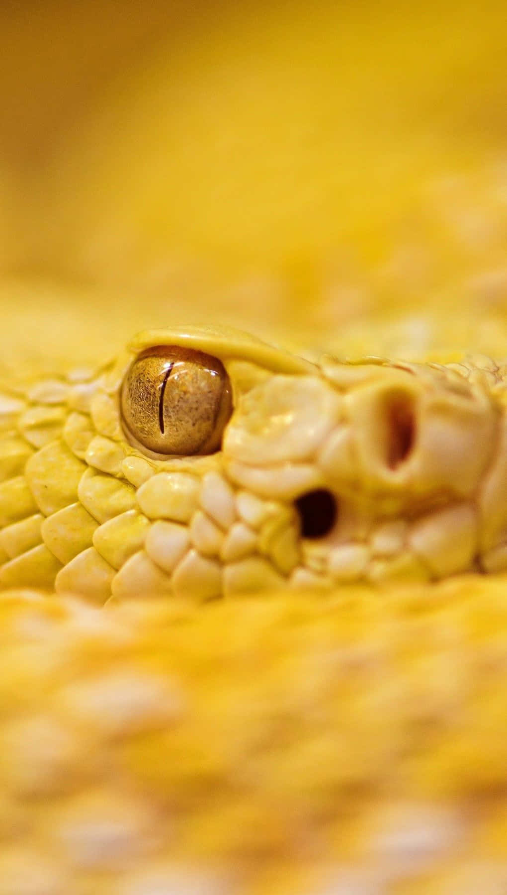 Stunning Yellow Snake in Natural Habitat Wallpaper