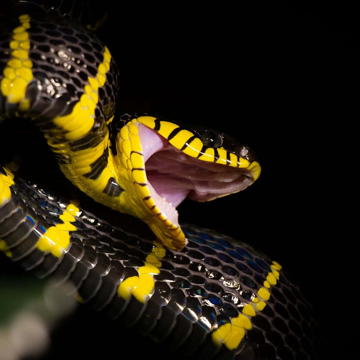 Vibrant Yellow Snake Curled Up Wallpaper