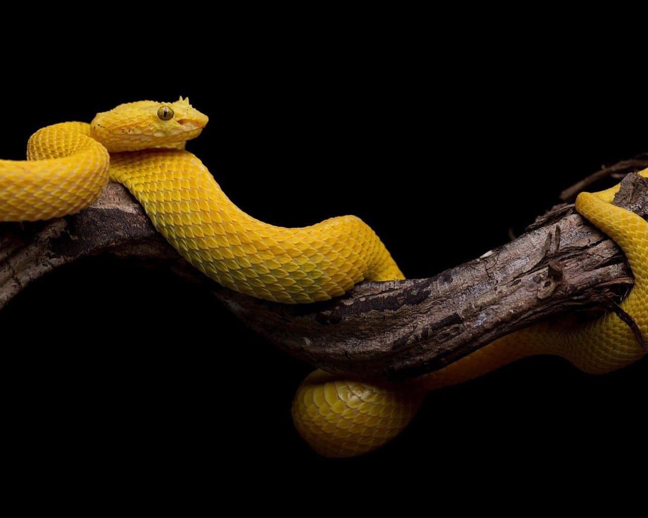 Stunning Yellow Snake on Green Wallpaper